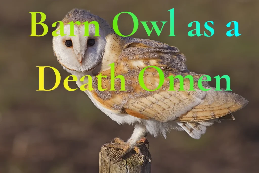 barn-owl-death-omen