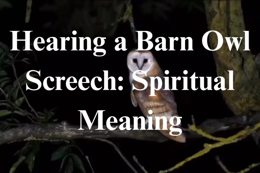 barn-owl-screech-spiritual-meaning