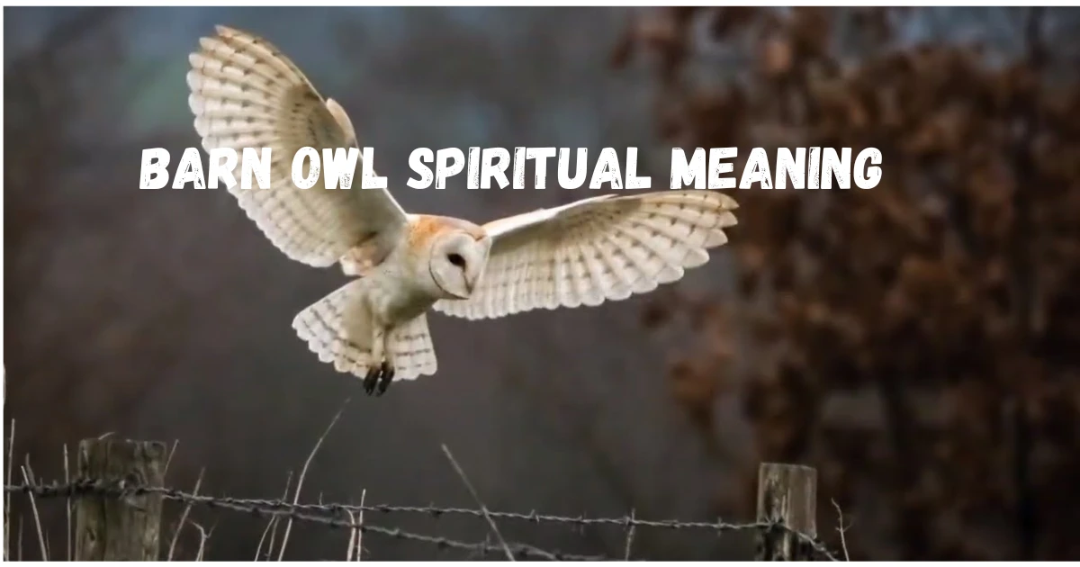 barn-owl-spiritual-meaning