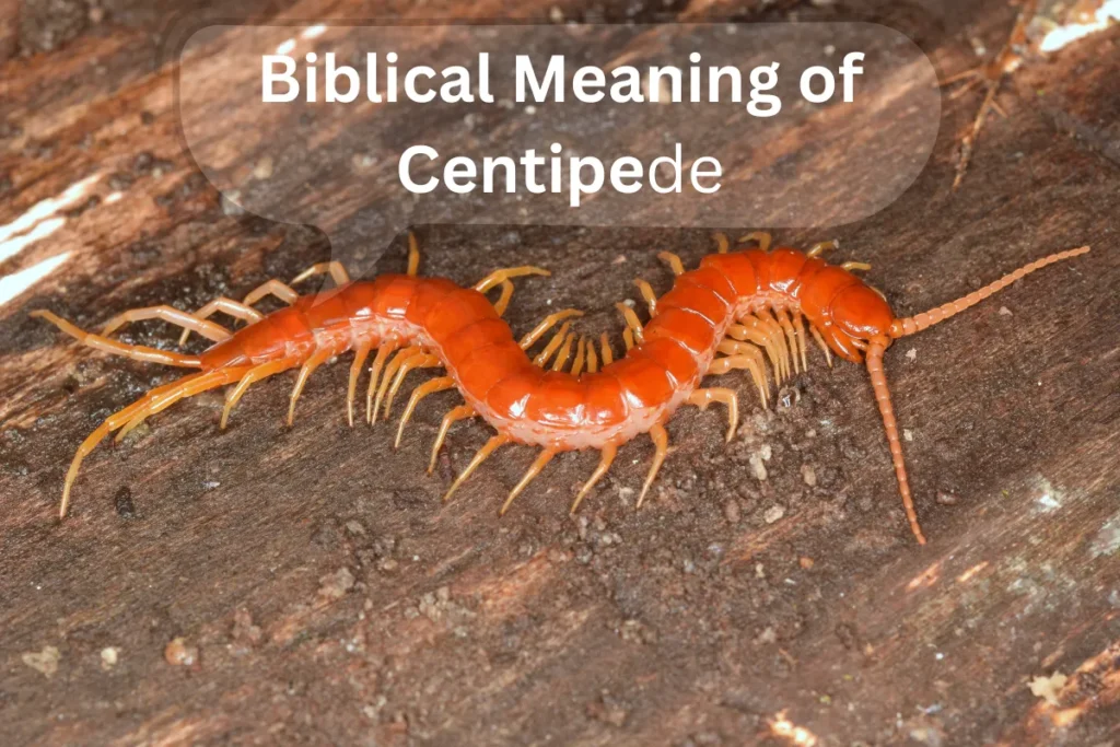 biblical-meaning-of-centipede