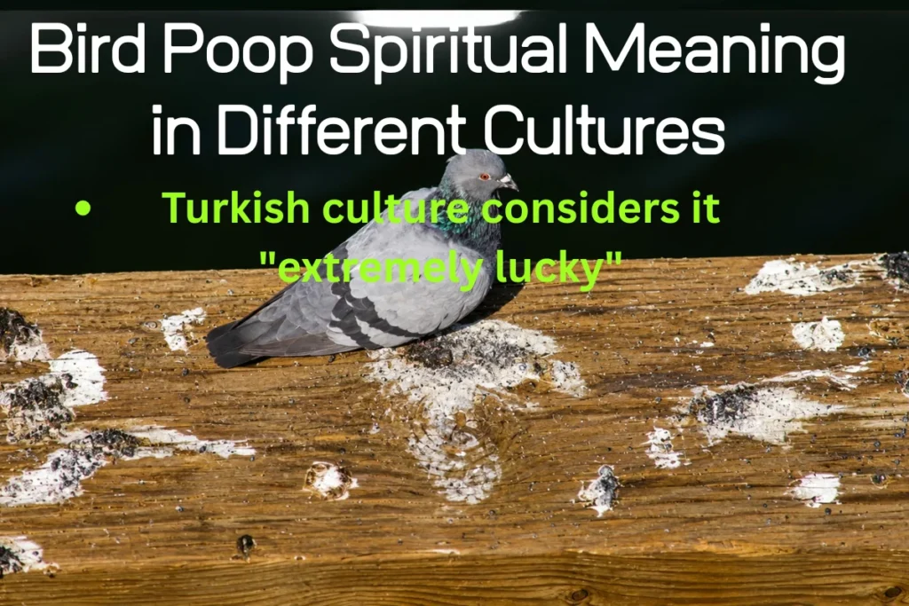bird-poop-spiritual-meaning-in-different-cultures