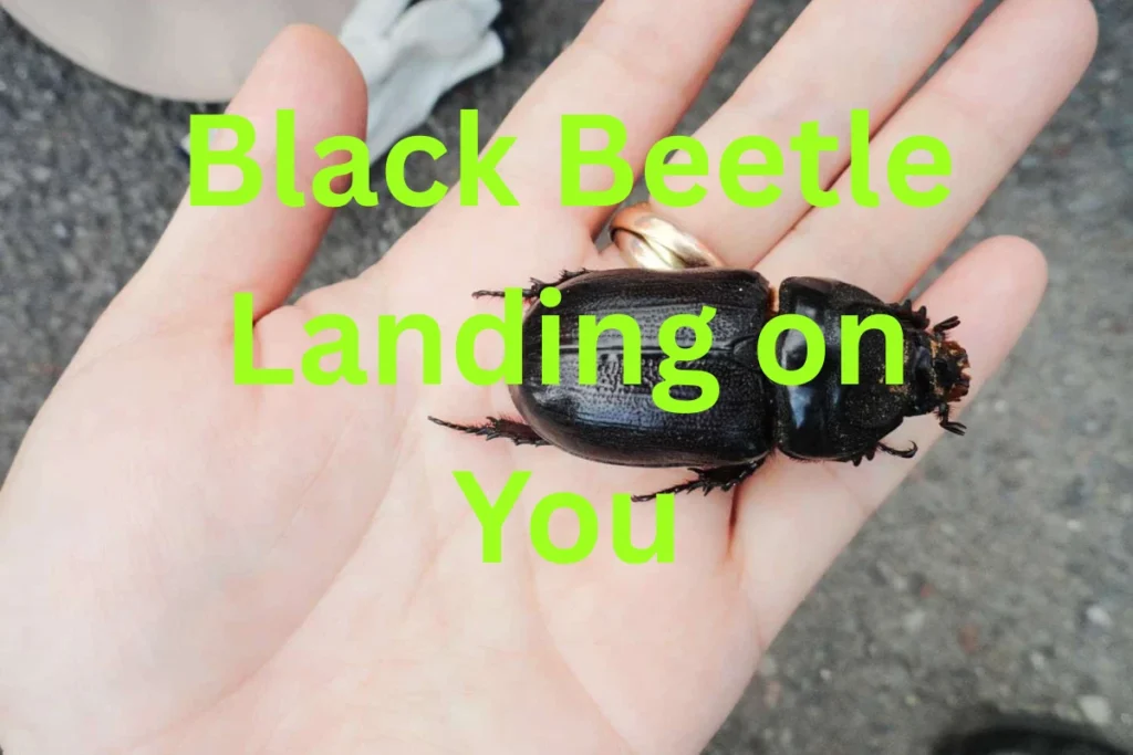 black-beetle-landing-on-you