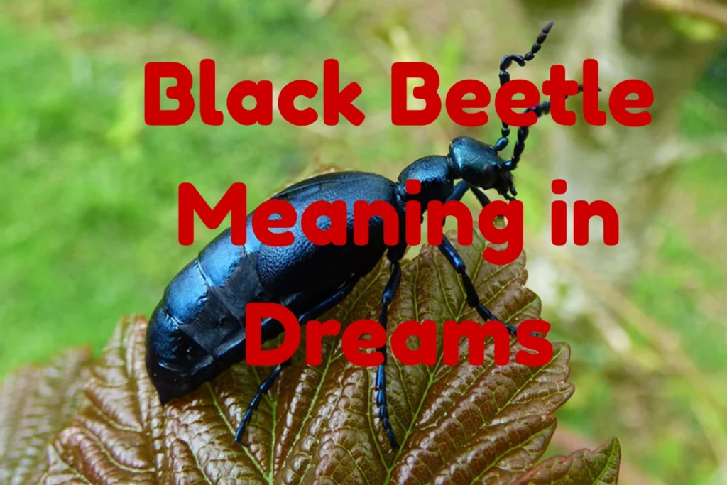 black-beetle-meaning-in-dreams