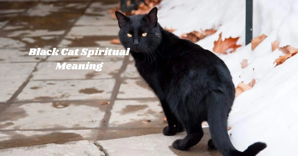 Black Cat Spiritual Meaning