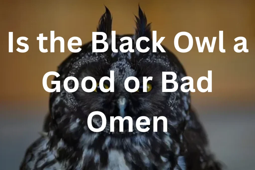 black-owl-good-or-bad-omen