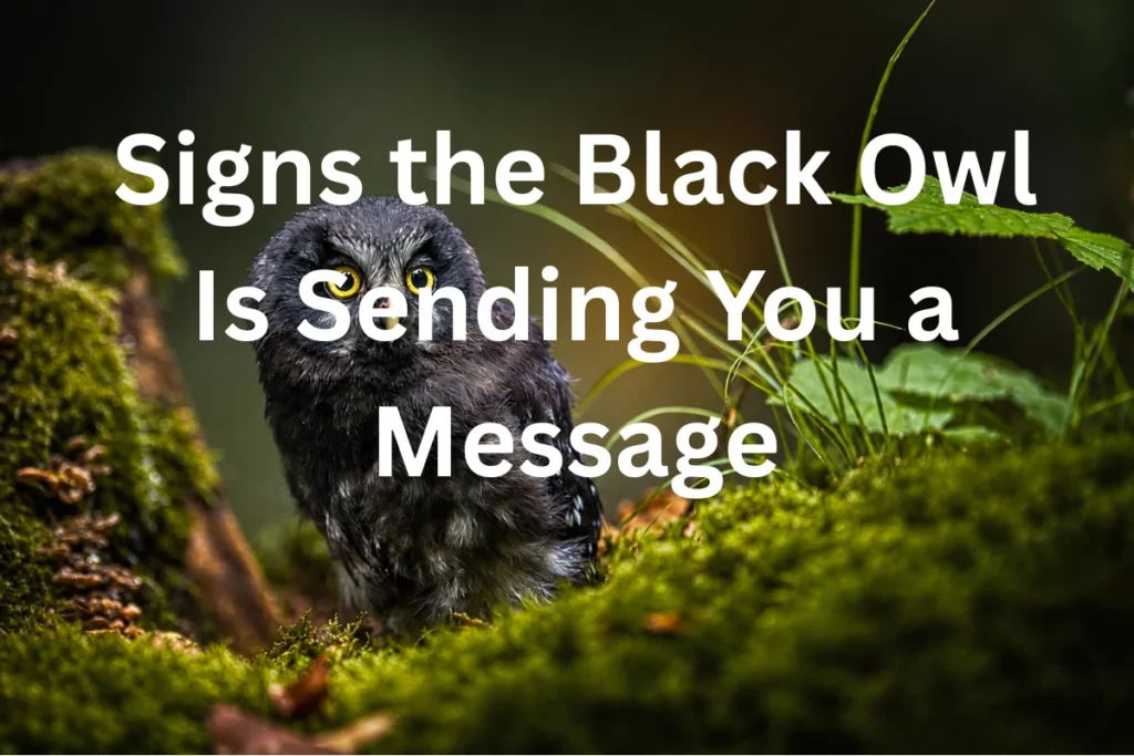 black-owl-message-signs