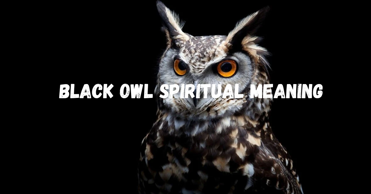 black-owl-spiritual-meaning