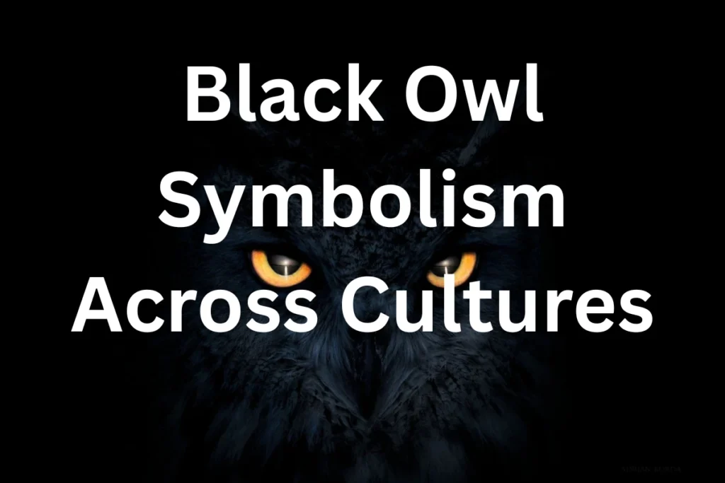 black-owl-symbolism-cultures