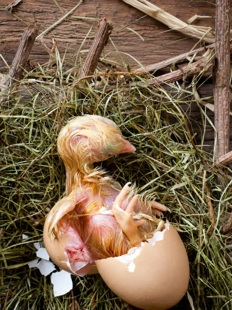 broken-egg-meaning-in-pregnancy-or-fertility