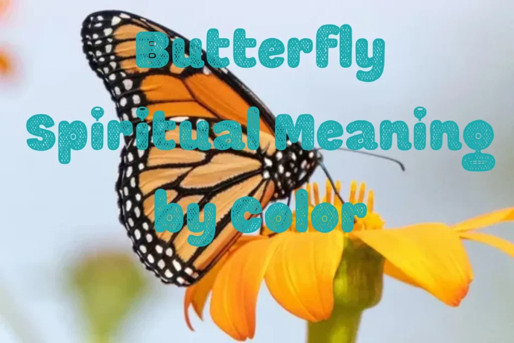 butterfly-spiritual-meaning-by-color