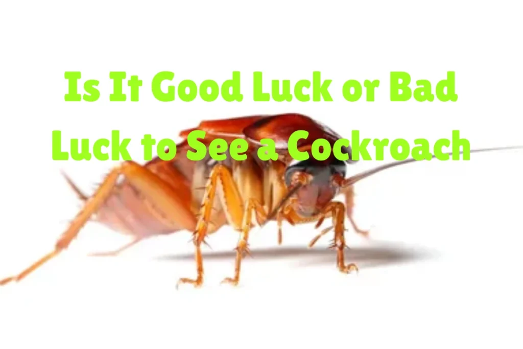 cockroach-good-or-bad-luck