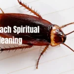 cockroach-spiritual-meaning