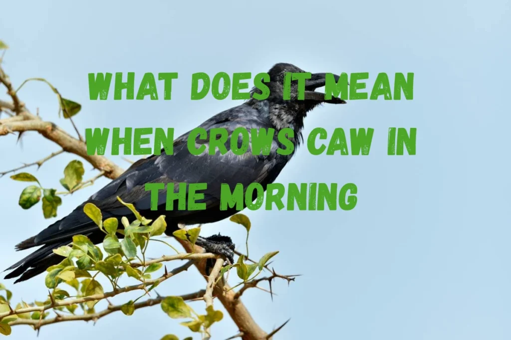 crows-cawing-in-morning