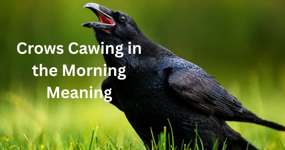crows-cawing-in-the-morning-meaning