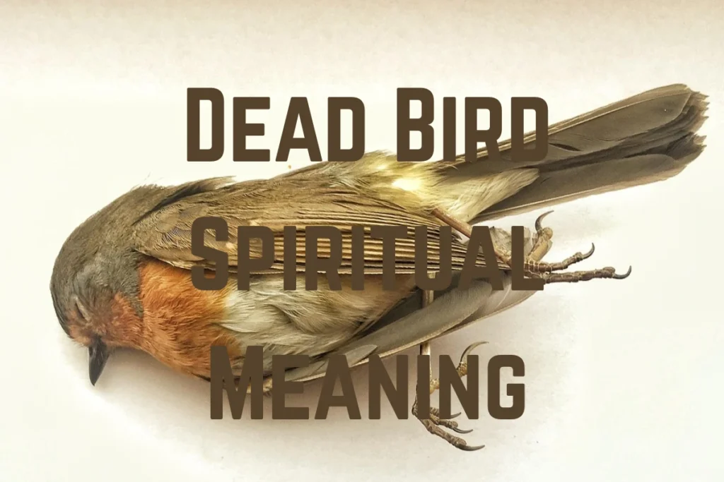 dead-bird-spiritual-meaning
