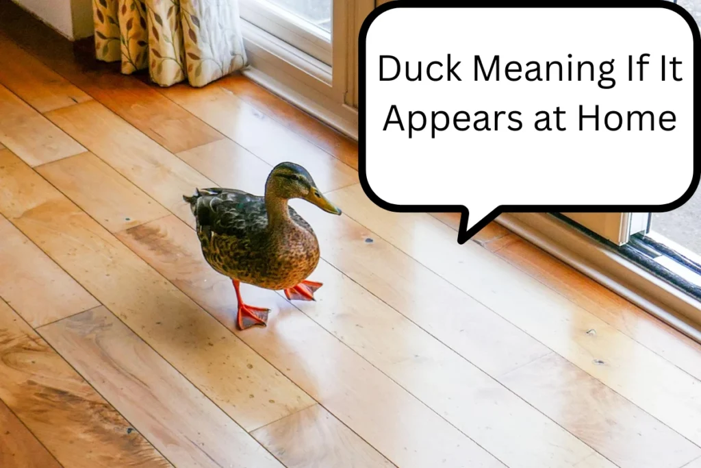 duck-meaning-if-it-appears-at-home