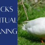 Ducks Spiritual Meaning: What Do Ducks Symbolize Spiritually? Ducks Spiritual Meaning
