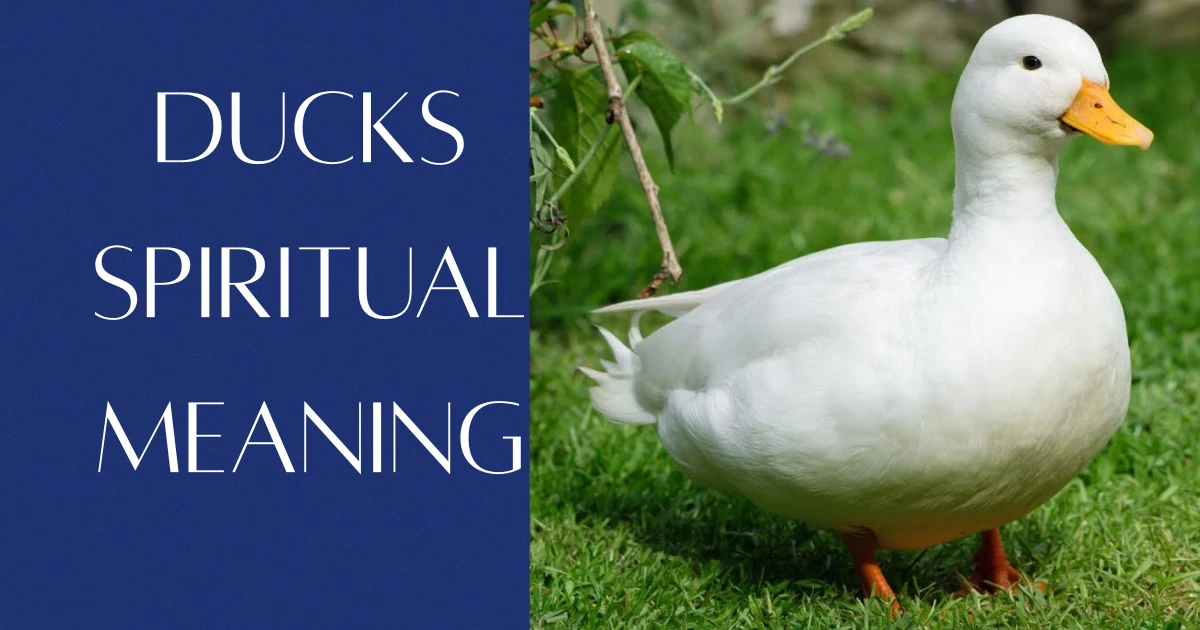 Ducks Spiritual Meaning