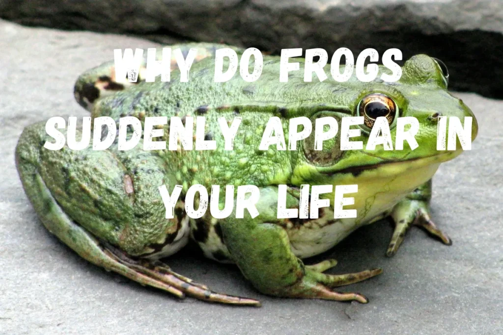 frogs-appear-in-your-life