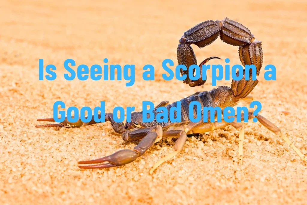 is-seeing-a-scorpion-a-good-or-bad-omen