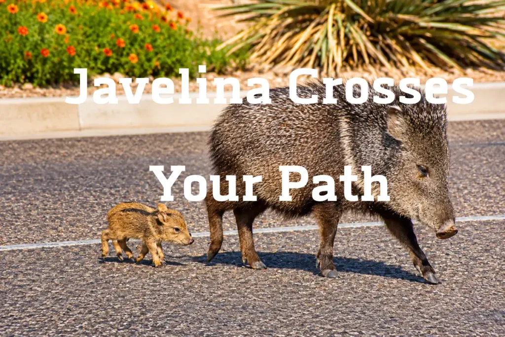 javelina-crossing-your-path