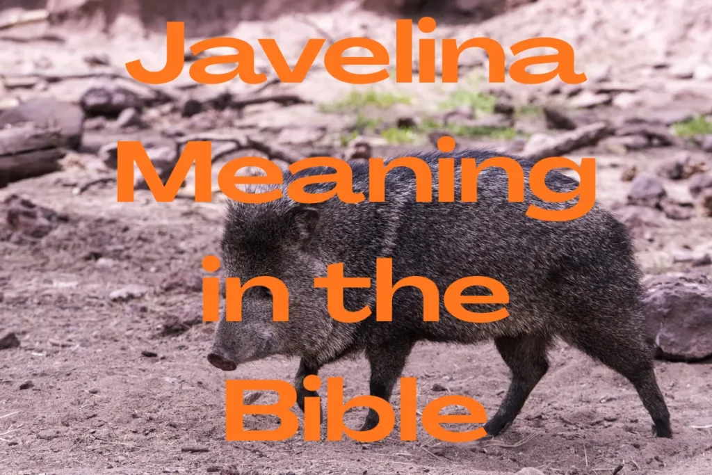 javelina-meaniing-in-the-bible