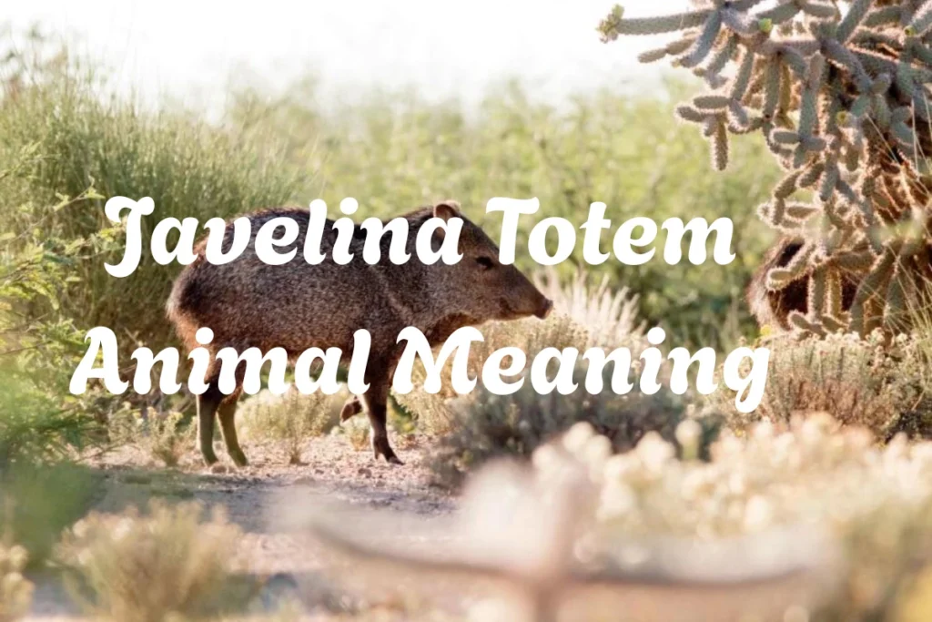javelina-totem-animal-meaning