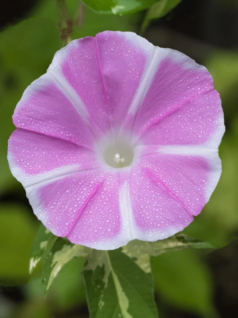 morning-glory-color-meaning
