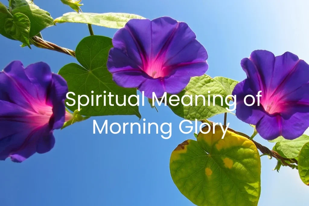 morning-glory-spiritual-meaning
