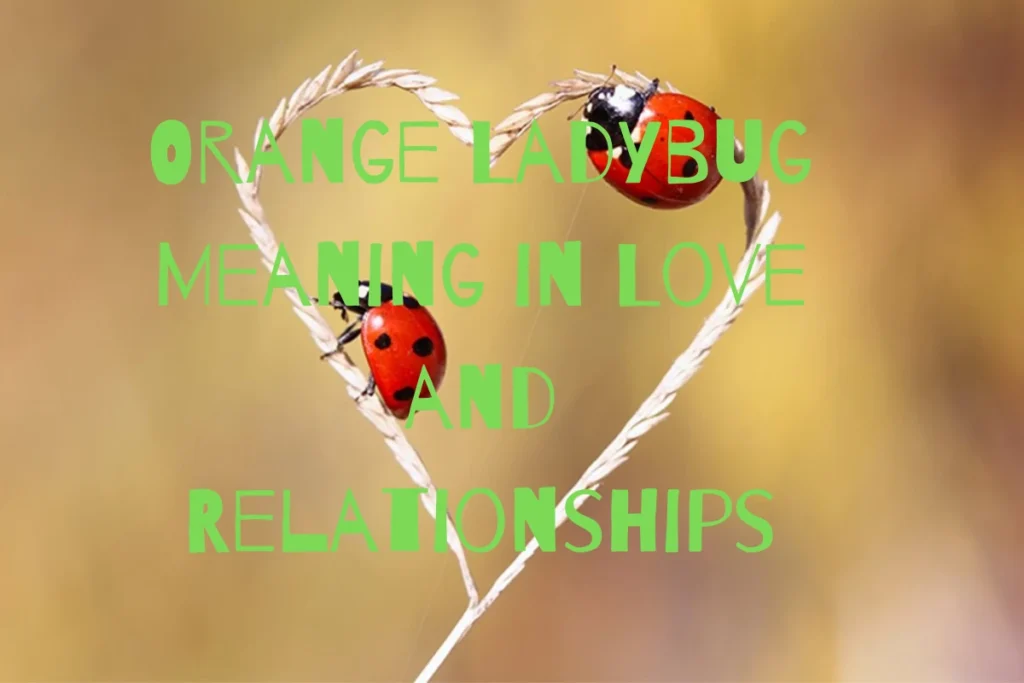 orange-ladybug-meaning-in-love-and-relationships