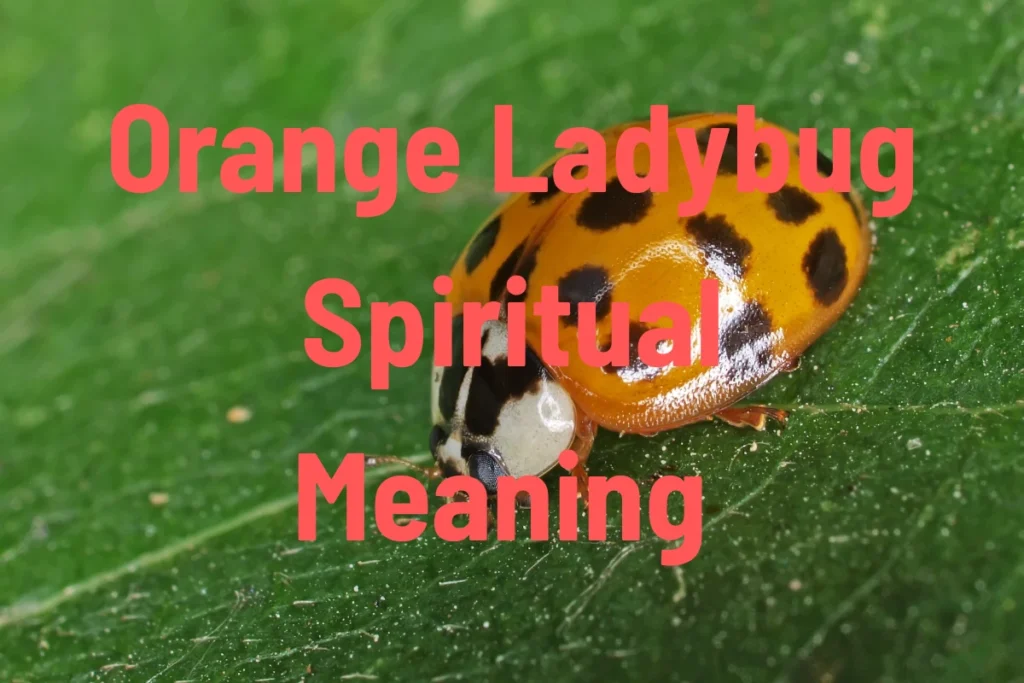 orange-ladybug-spiritual-meaning-explained