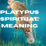 Platypus Spiritual Meaning: Symbolism, Spirit Animal & Dream Guide platypus-spiritual-meaning