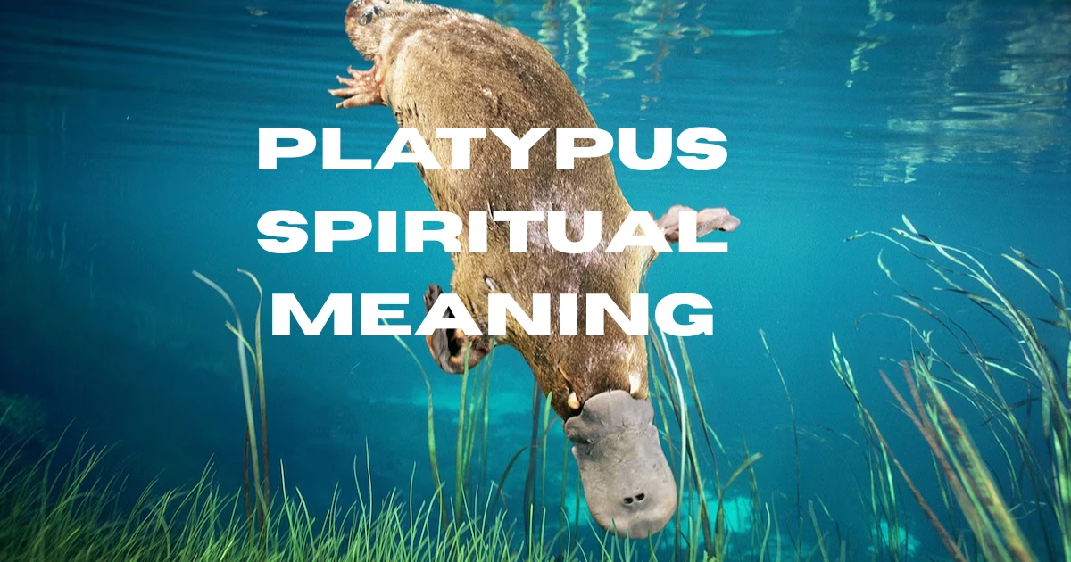 platypus-spiritual-meaning