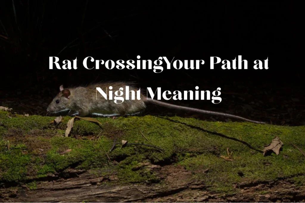 rat-crossing-your-path-at-night-meaning