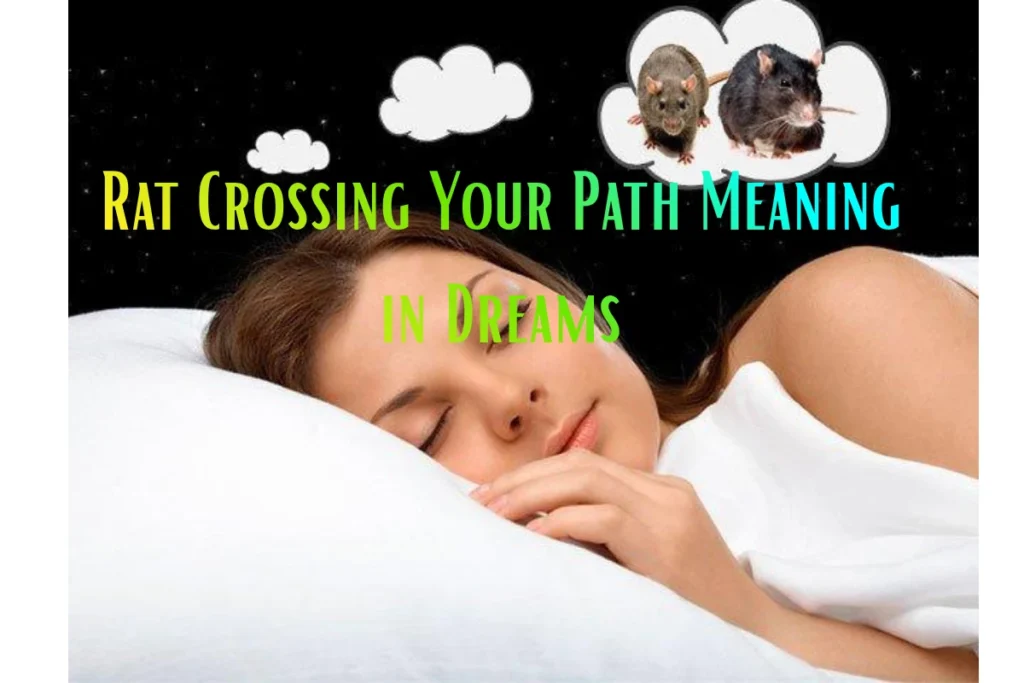 rat-crossing-your-path-meaning-in-dreams