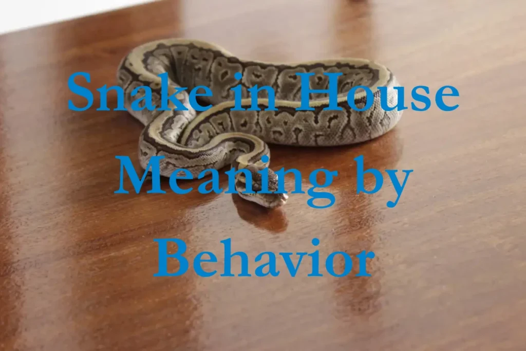snake-in-house-meaning-by-behavior
