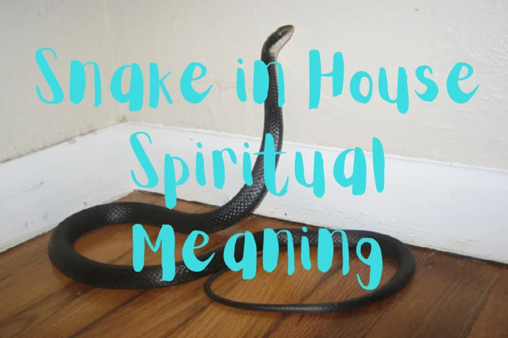 snake-in-house-spiritual-meanings