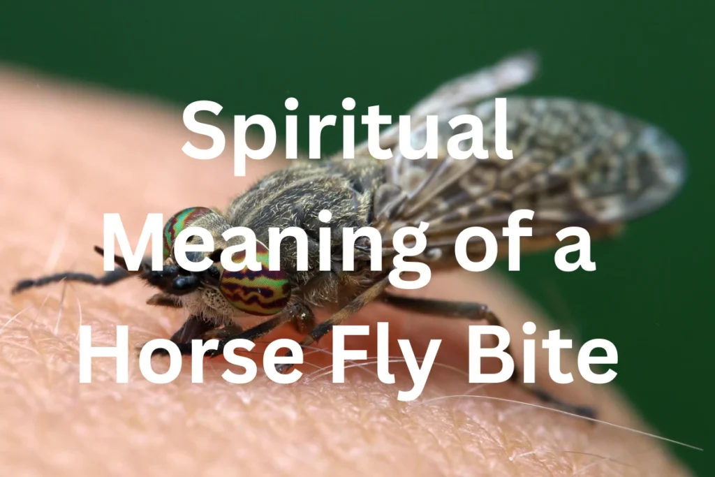 spiritual-meaning-of-a-horse-fly-bite