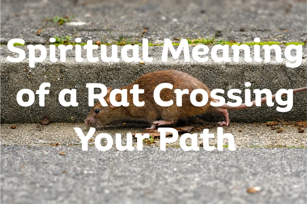 spiritual-meaning-of-a-rat-crossing-your-path
