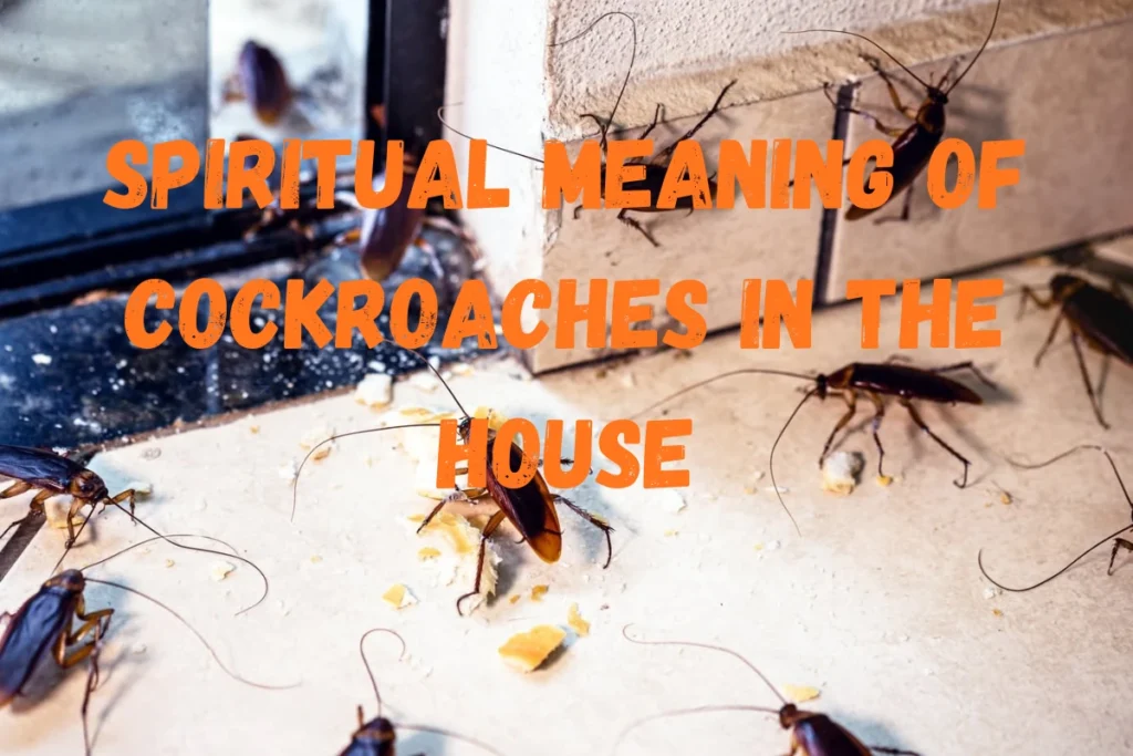 spiritual-meaning-of-cockroaches-in-the-house