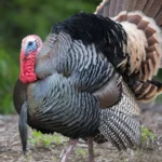 turkey-crossing-your-path-spiritual-meaning