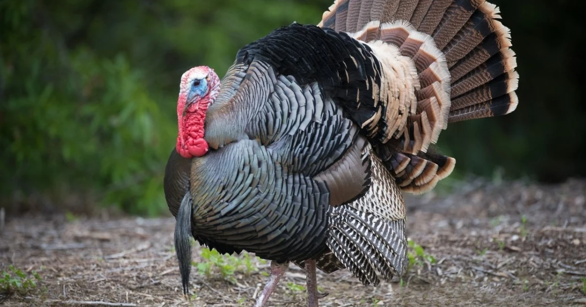 turkey-crossing-your-path-spiritual-meaning