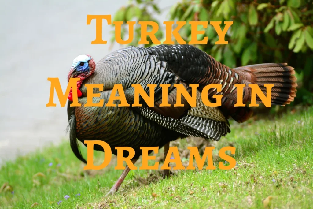 turkey-meaning-in-dreams