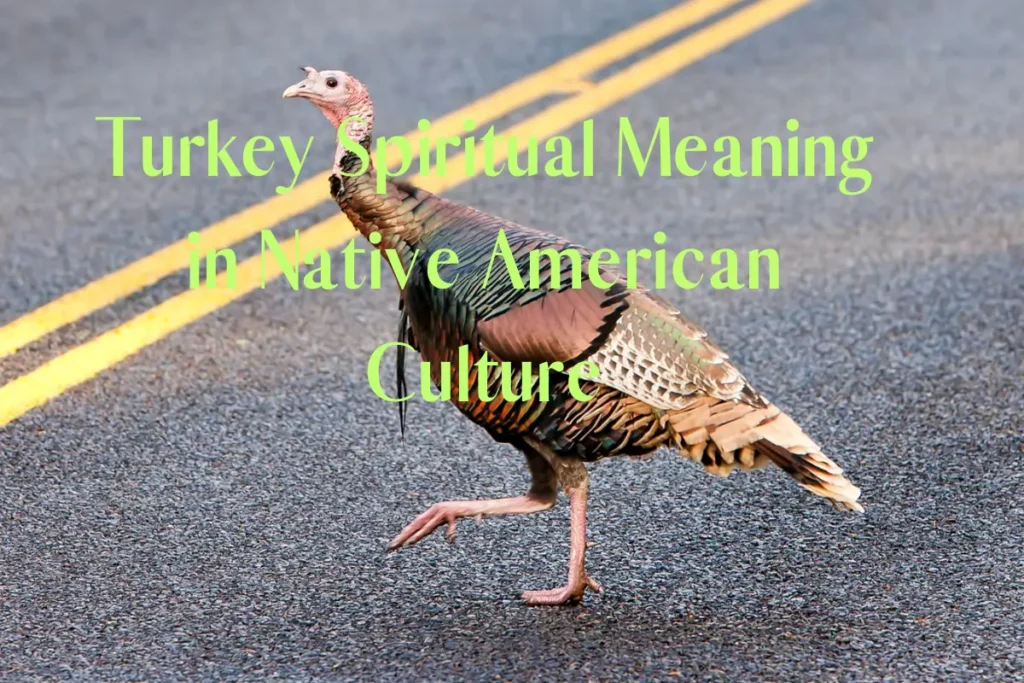 turkey-spiritual-meaning-in-native-american-culture