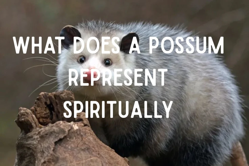 what-does-a-possum-represent-spiritually