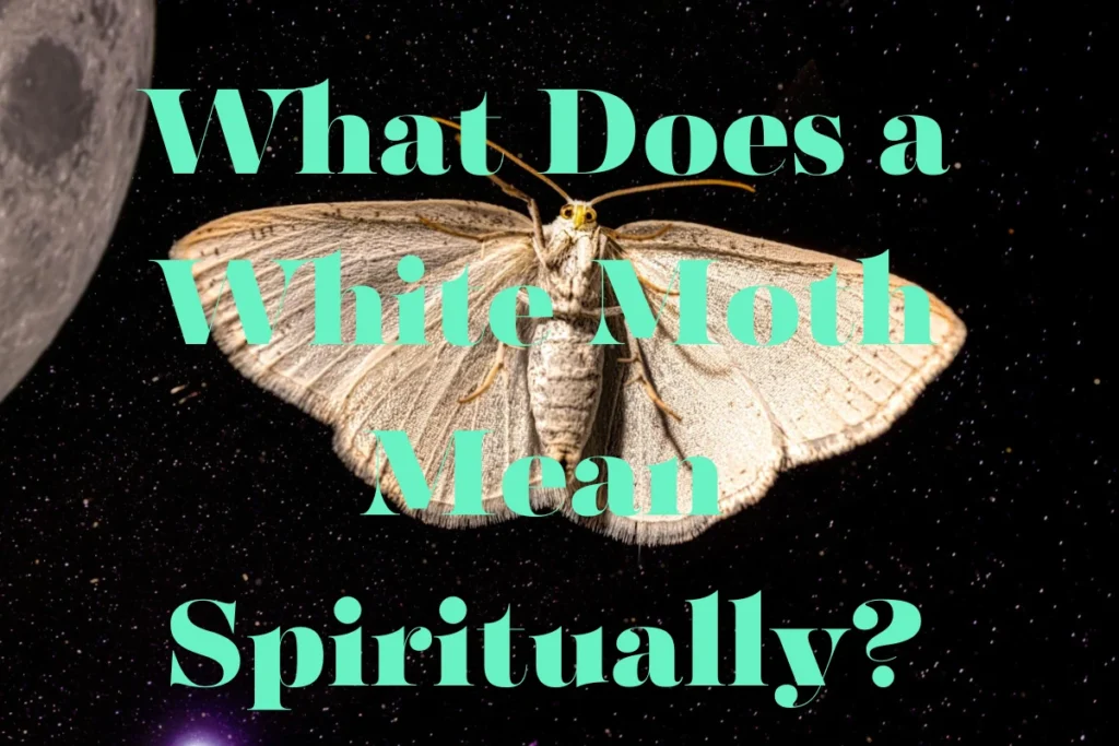 what-does-a-white-moth-mean-spiritually
