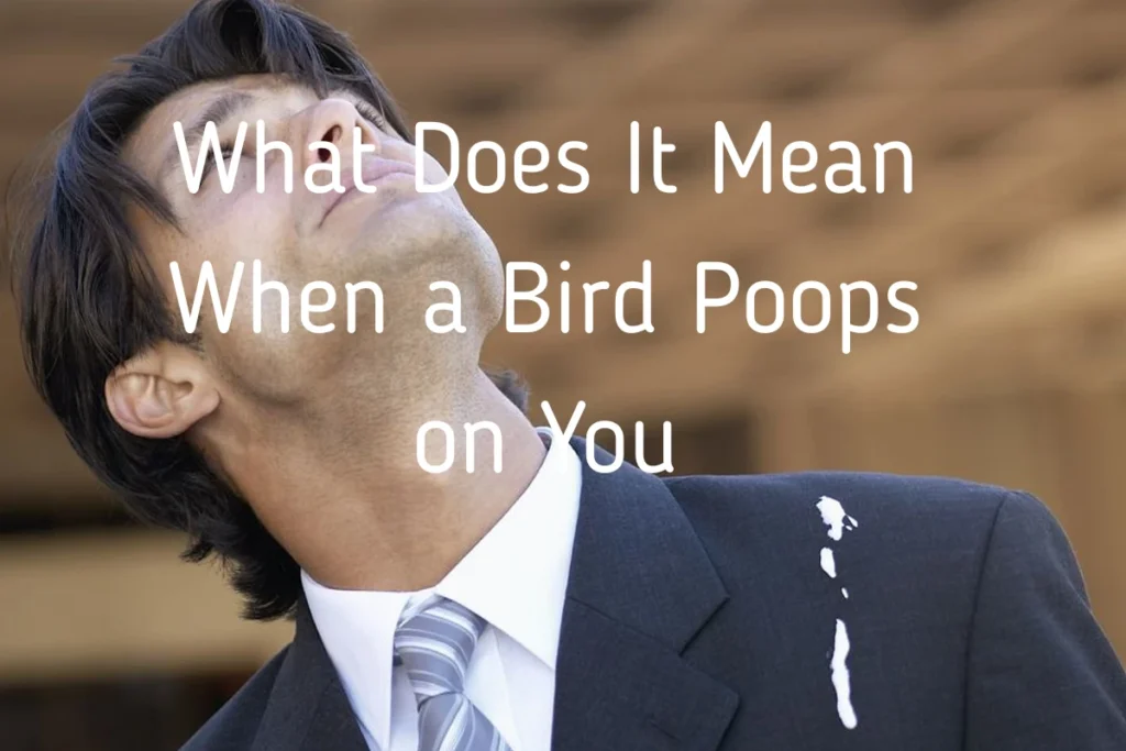 what-does-it-mean-when-a-bird-poops-on-you