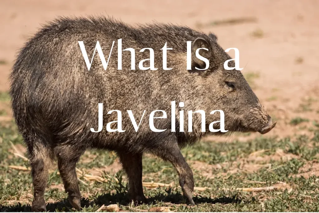 what-is-a-javelina