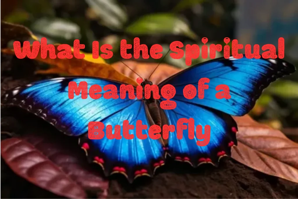 what-is-the-spiritual-meaning-of-a-butterfly