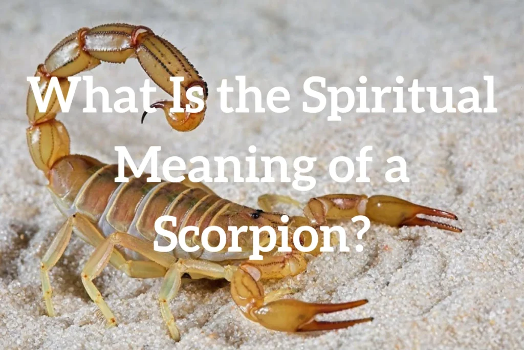 what-is-the-spiritual-meaning-of-a-scorpion